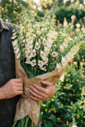 Cream Digitalis Bouquet