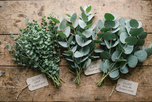 Three Eucalyptus Varieties - Candid